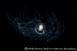 Stormy weather brings great encounters from the deep sea. by Nicholas Samaras 